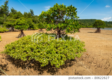Two types of mangrove tree together on dry sands, aerial roots, blue sky. Iriomote Island. 80622627