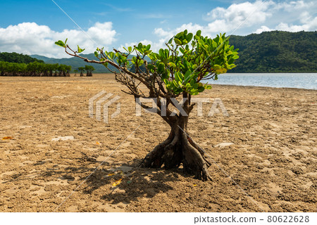 Gorgeous small mangrove tree with thick roots on dry sands, blue sky, river, mountains. Iriomote Island. 80622628