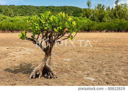 Gorgeous small mangrove tree with thick roots on dry sands, blue sky, mountains. Iriomote Island. 80622629