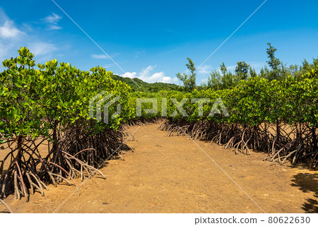 Stunning mangrove trees corridor showing their roots on dry sands at low tide, blue sky. Iriomote Island.  80622630