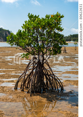 Closeup of a lush mangrove tree with long roots on wet sands, blue sky. Iriomote Island, natural world heritage, Unesco. 80622631