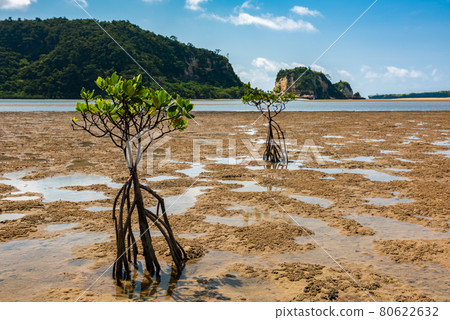 Amazing young mangrove trees in wet areas arranged diagonally, river, green mountain, blue sky. Iriomote Island. 80622632