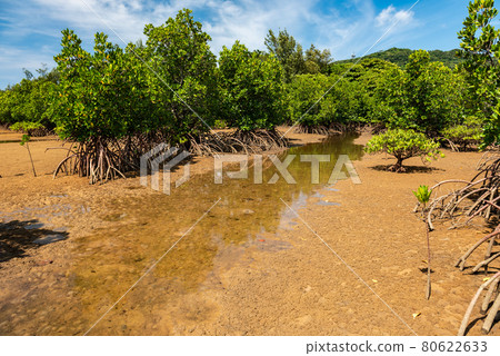 Tide rising on mangrove sands between green trees, blue sky. Iriomote Island.  80622633