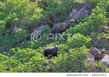 Parents and children of brown bears eating alpine plants (Shiretoko, Hokkaido) 80622651