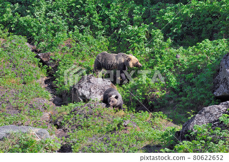 Parents and children of brown bears appearing on the mountain trail (Shiretoko, Hokkaido) 80622652