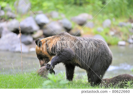 Brown bear looking for ants by moving rocks (Shiretoko, Hokkaido) Brown bear looking for ants by moving rocks (Shiretoko, Hokkaido) 80622660