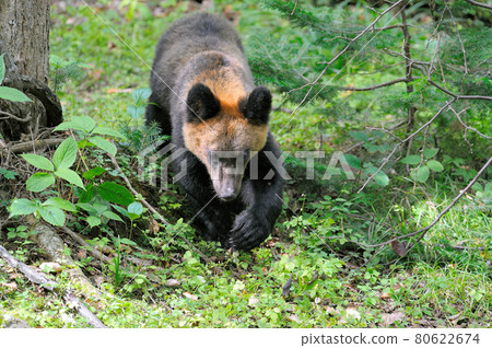 Brown bear cub looking for acorns (Shiretoko, Hokkaido) 80622674