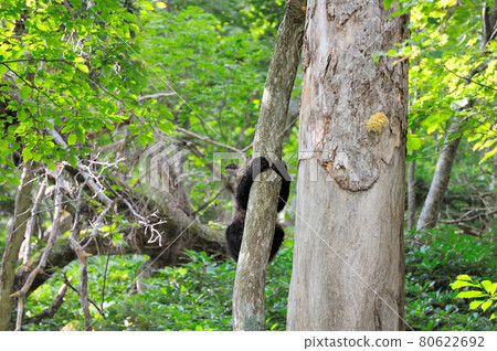一隻棕熊爬樹尋找蘑菇（北海道知床） 80622692