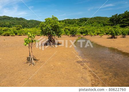 Tide rising through the dry sands in the middle of mangrove trees, blue sky, green mountains. Iriomote Island. 80622760
