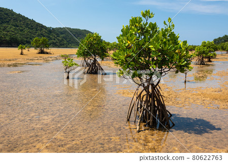 Pristine mangrove trees showing their roots on wet sands, green mountain, blue sky. Iriomote Island. 80622763