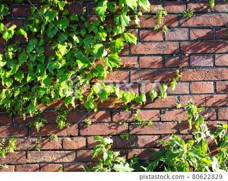 Ivy crawling on a red brick wall 80622829