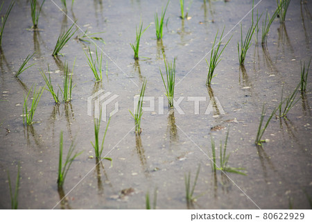 Planted rice seedlings Planted rice seedlings 80622929