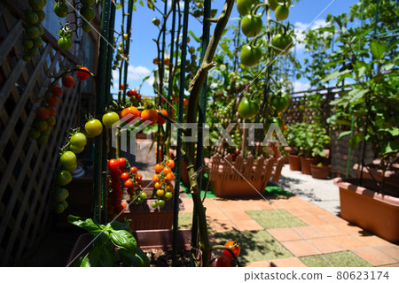 藍天下,屋頂陽台上,菜園裡種了很多櫻桃番茄 藍天下,屋頂陽台上,菜園裡種了很多櫻桃番茄 80623174