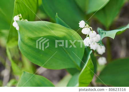 鈴蘭花盛開在花園裡 照片素材 圖片 圖庫