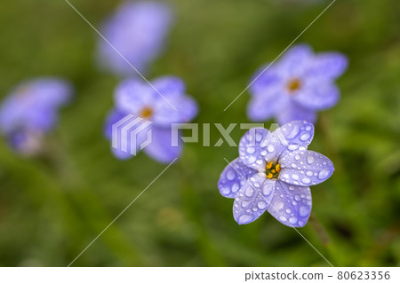 Flowers of spring 80623356