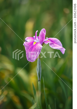 初夏的花虹膜圖像 照片素材 圖片 圖庫