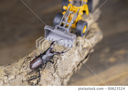 Male Nokogiri Kuwagata confronting heavy machinery Male Nokogiri Kuwagata confronting heavy machinery 80623524
