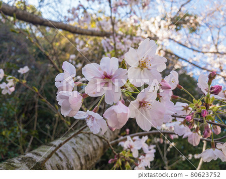 Spring Ritsurin Garden / Sakura 80623752