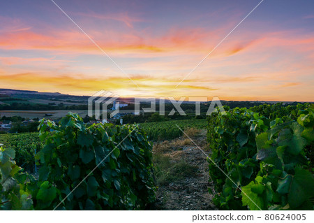 Row vine grape in champagne vineyards at montagne de reims 80624005