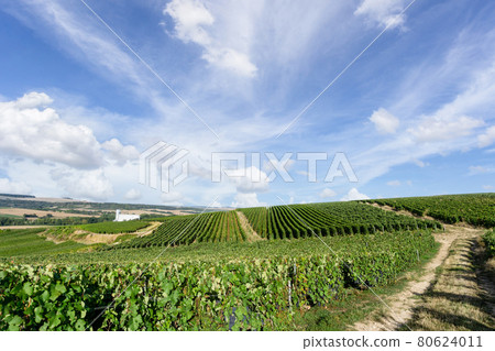 Row vine grape in champagne vineyards at montagne de reims Row vine grape in champagne vineyards at montagne de reims 80624011