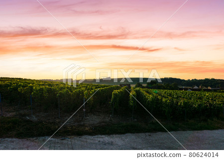 Row vine grape in champagne vineyards at montagne de reims Row vine grape in champagne vineyards at montagne de reims 80624014