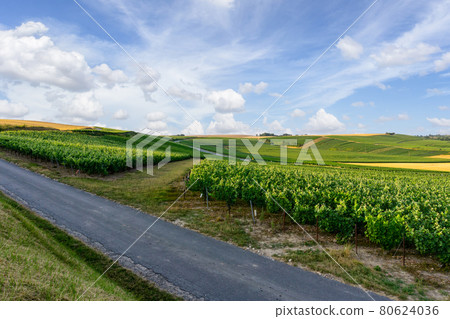 Row vine grape in champagne vineyards at montagne de reims Row vine grape in champagne vineyards at montagne de reims 80624036