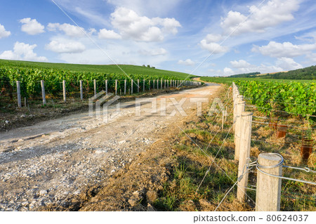 Row vine grape in champagne vineyards at montagne de reims Row vine grape in champagne vineyards at montagne de reims 80624037