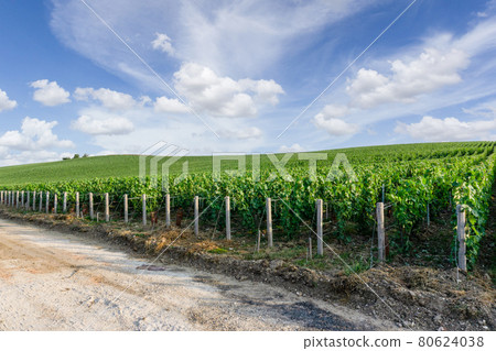 Row vine grape in champagne vineyards at montagne de reims Row vine grape in champagne vineyards at montagne de reims 80624038