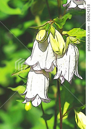 Pastel style "Campanula" illustration image Pastel style "Campanula" illustration image 80624258
