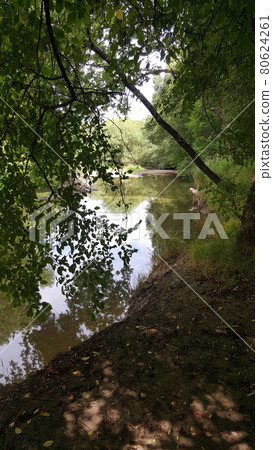 in the forest on the banks of a small river on a sunny summer day in the forest on the banks of a small river on a sunny summer day 80624261
