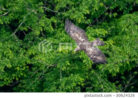 Golden eagle flying calmly looking for prey on the greenback 80624326
