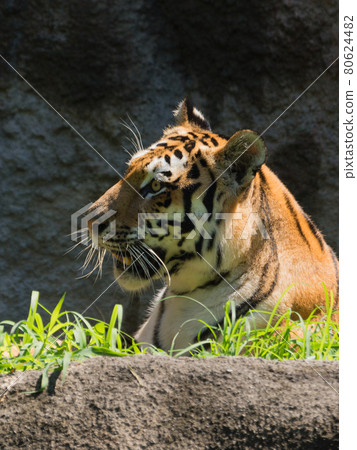 Amour tiger profile 80624482