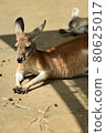Hot and unmotivated kangaroo 80625017