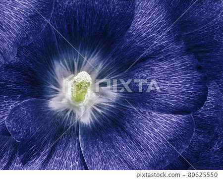 mallow bright blue flower  closeup. Floral red beautiful background. Flower composition. Nature. 80625550