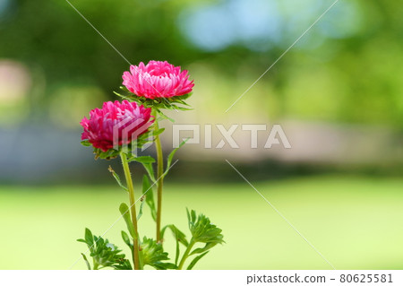 Small chrysanthemums under the trees in the summer park 7 Small chrysanthemums under the trees in the summer park 7 80625581