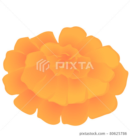 Marigold (vector illustration of flowers) Marigold (vector illustration of flowers) 80625786