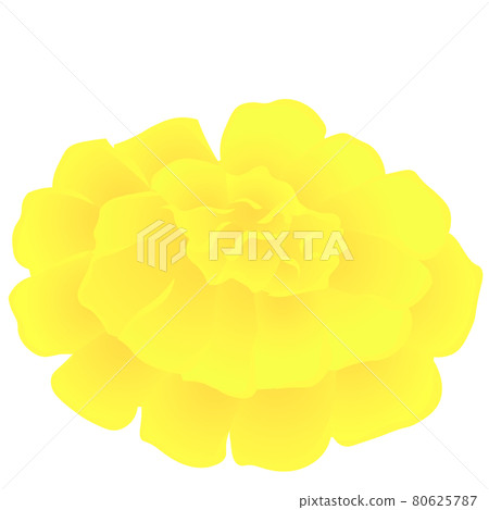 Marigold (vector illustration of flowers) Marigold (vector illustration of flowers) 80625787