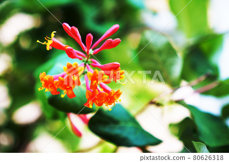 Plant "honeysuckle" 80626318
