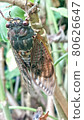 Emergence of cicada 80626647