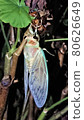 Emergence of cicada 80626649