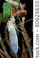 Emergence of cicada 80626650