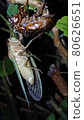 Emergence of cicada 80626651