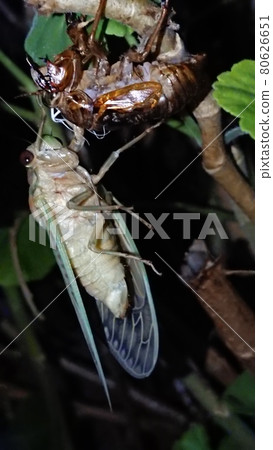Emergence of cicada 80626651