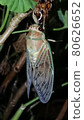 Emergence of cicada 80626652