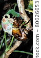 Emergence of cicada 80626653