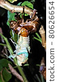 Emergence of cicada 80626654