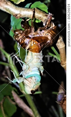 Emergence of cicada 80626654
