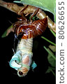 Emergence of cicada 80626655