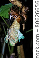 Emergence of cicada 80626656