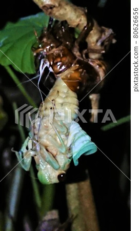 Emergence of cicada 80626656
